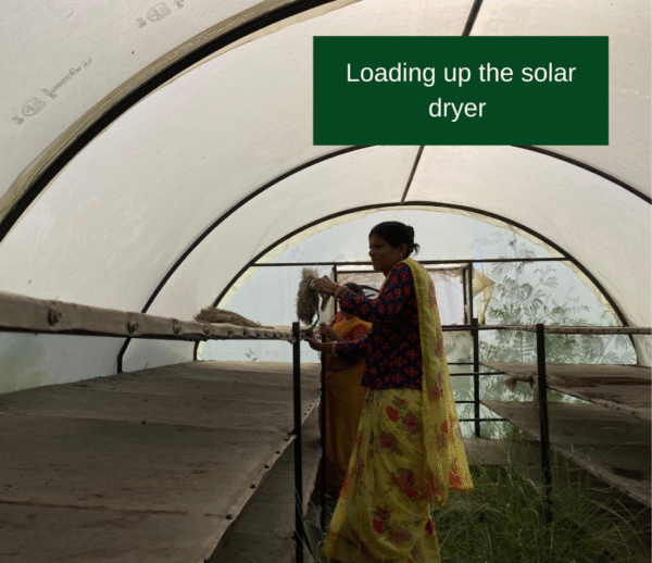 Solar Drying for Micronutrition, Livelihood, and Healthy Rural Communities